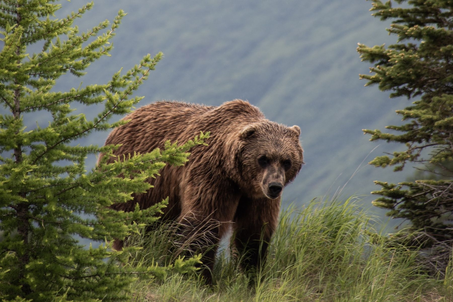 Grizzly bear protected with carbon offset.