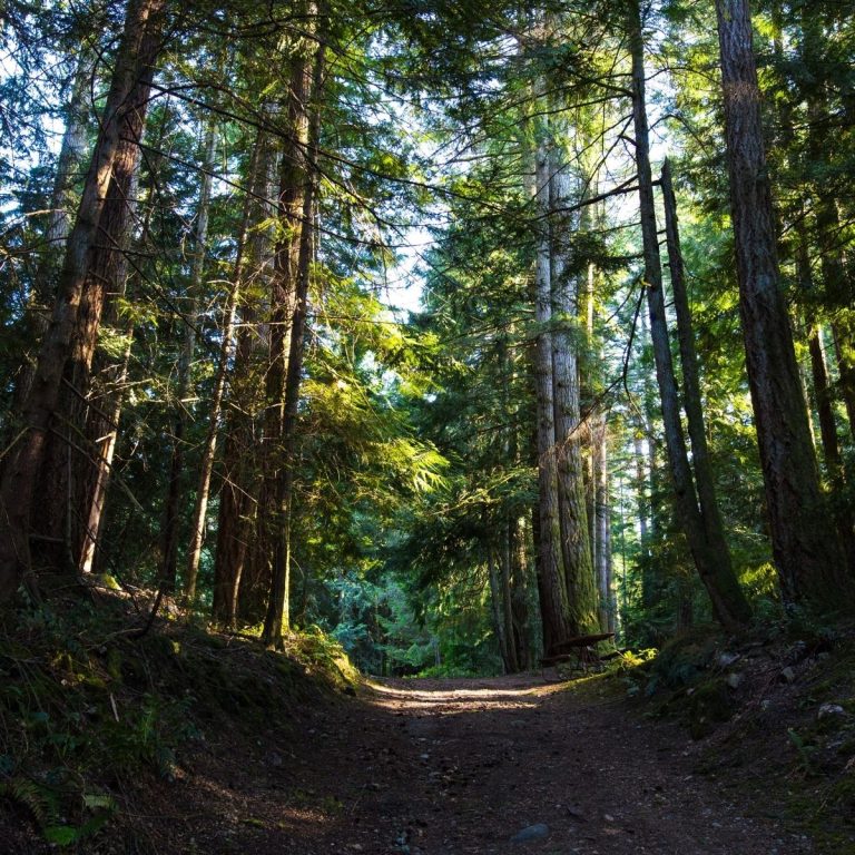 Forest in British Columbia, Canada