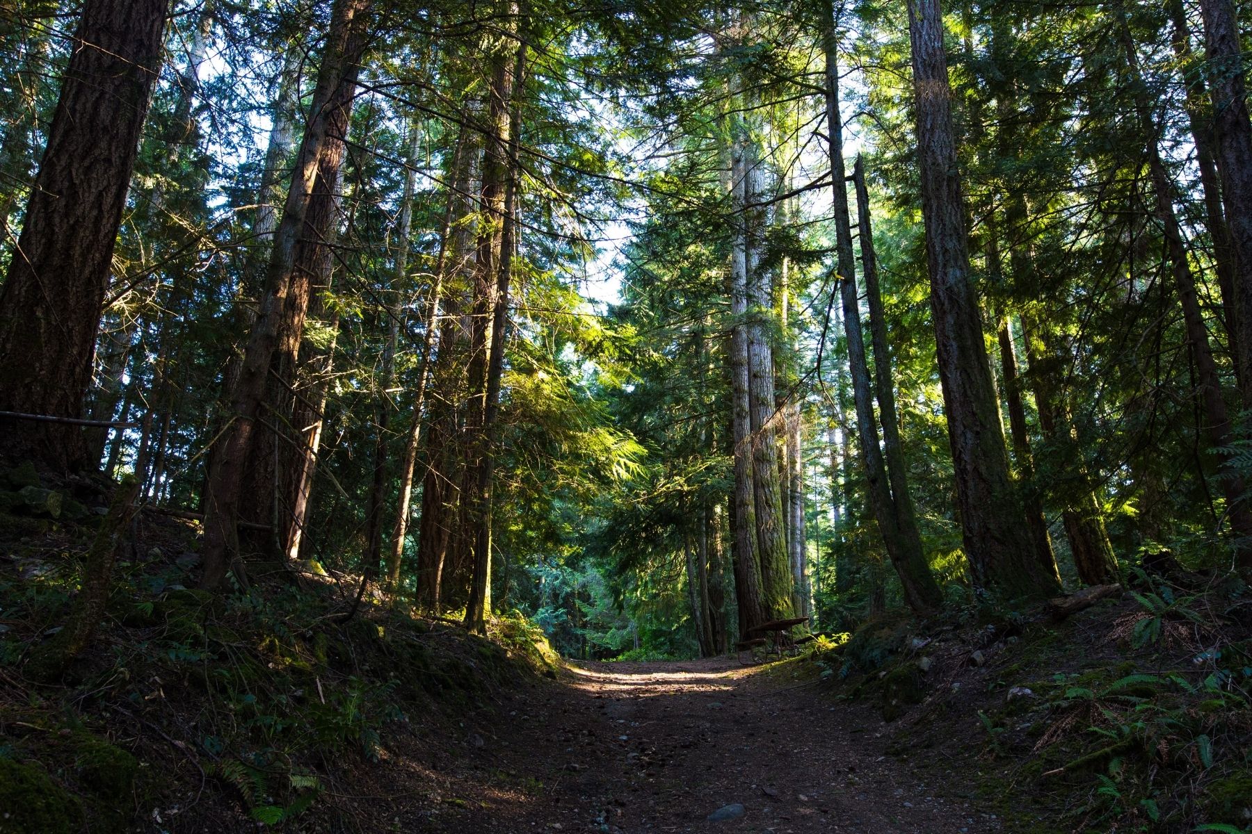 Forest in British Columbia, Canada